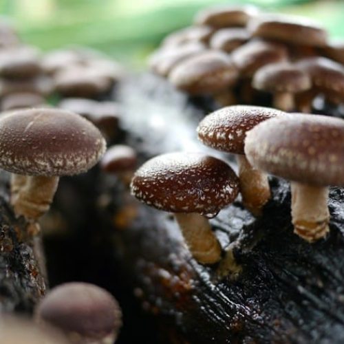 Shiitake_en_tronco